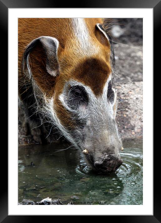 Red River Hog Framed Mounted Print by Ray Putley