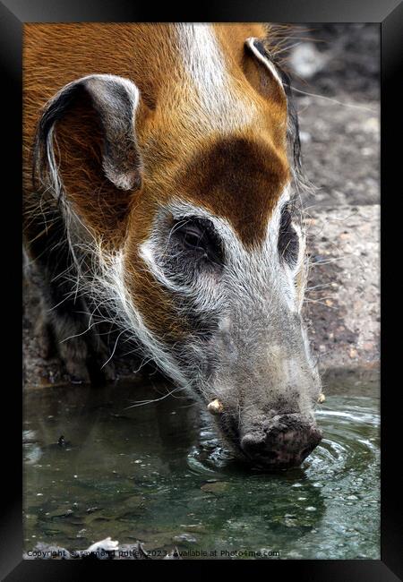 Red River Hog Framed Print by Ray Putley