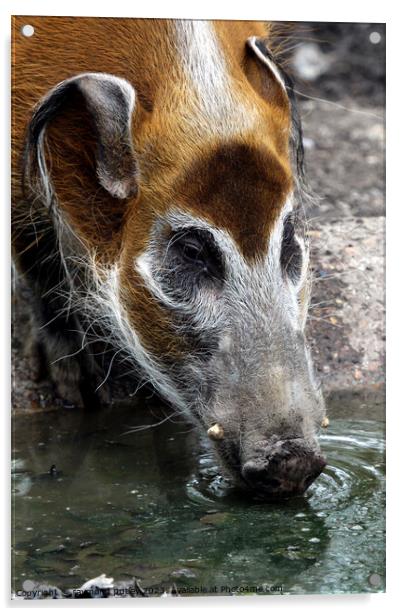 Red River Hog Acrylic by Ray Putley