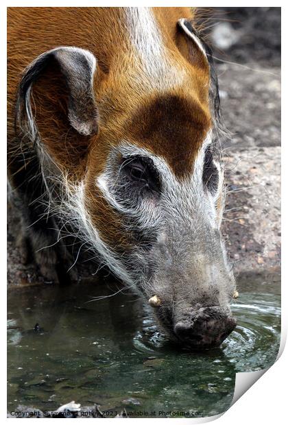 Red River Hog Print by Ray Putley