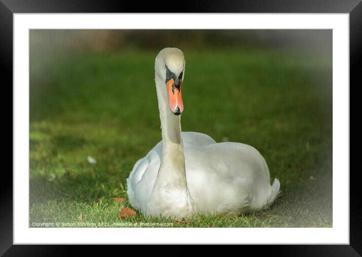 A bird sitting on top of a grass covered field Framed Mounted Print by Simon Johnson
