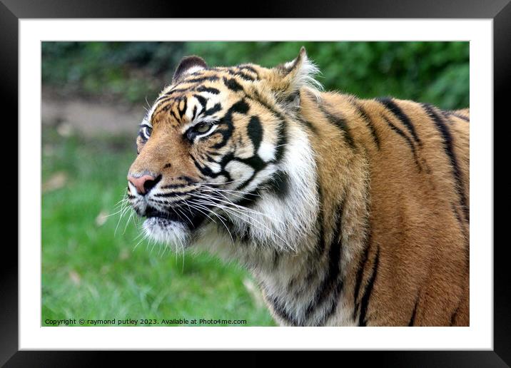 Sumatran Tiger  Framed Mounted Print by Ray Putley
