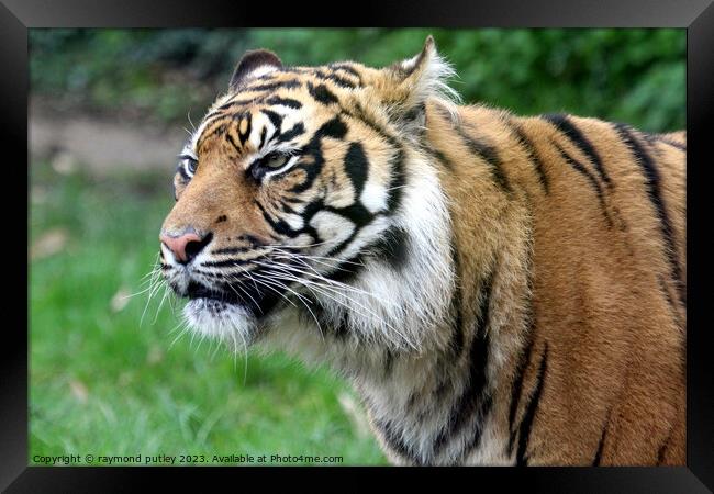 Sumatran Tiger  Framed Print by Ray Putley