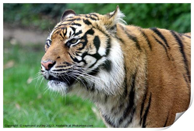 Sumatran Tiger  Print by Ray Putley