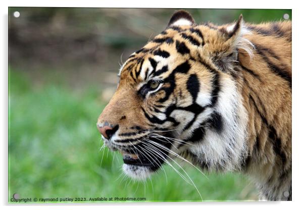 Sumatran Tiger Acrylic by Ray Putley