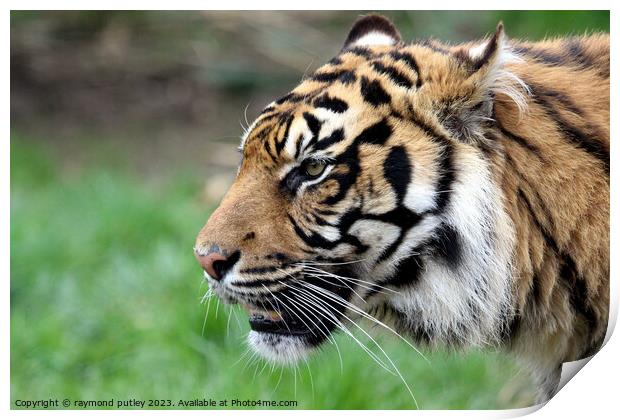 Sumatran Tiger Print by Ray Putley