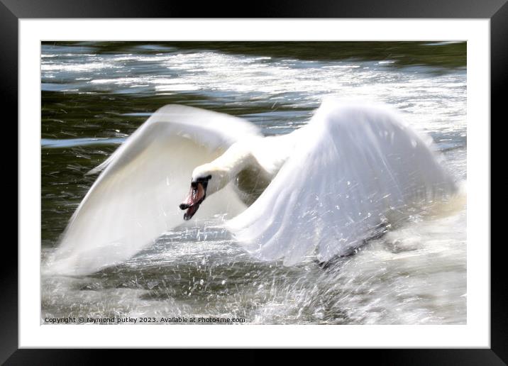 Swan in flight Framed Mounted Print by Ray Putley