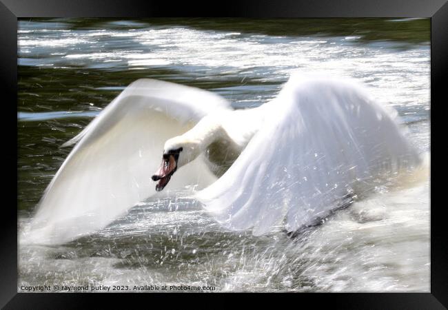 Swan in flight Framed Print by Ray Putley