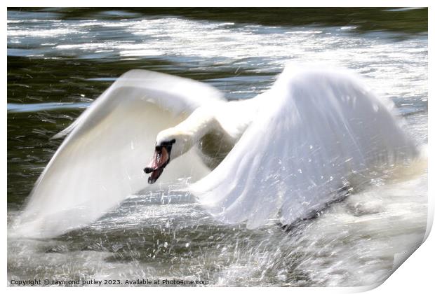 Swan in flight Print by Ray Putley
