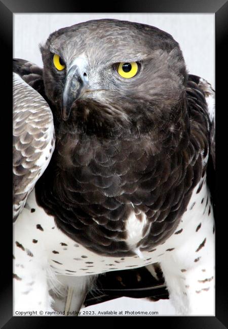 Martial Eagle Framed Print by Ray Putley