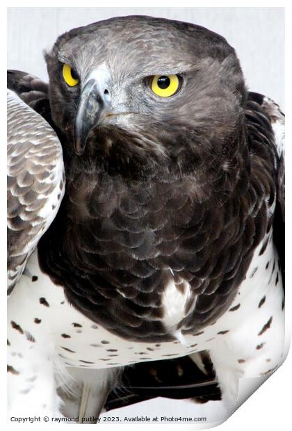 Martial Eagle Print by Ray Putley