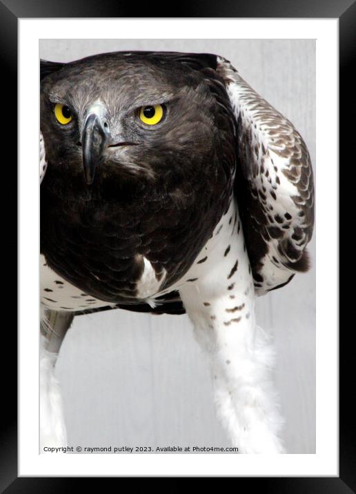 Martial Eagle Framed Mounted Print by Ray Putley