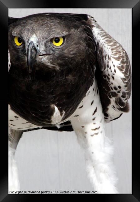 Martial Eagle Framed Print by Ray Putley