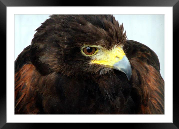 Golden Eagle Framed Mounted Print by Ray Putley