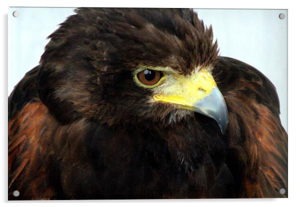 Golden Eagle Acrylic by Ray Putley