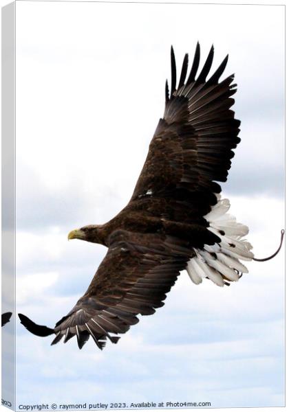 White Tailed Eagle Canvas Print by Ray Putley