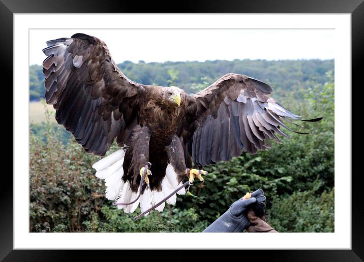 White Tailed Eagle Framed Mounted Print by Ray Putley