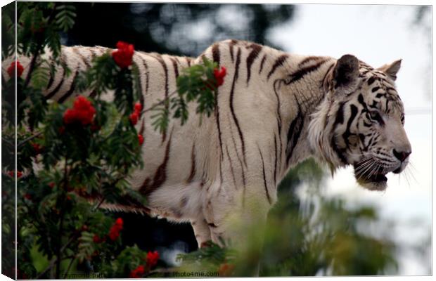 White Tiger Canvas Print by Ray Putley