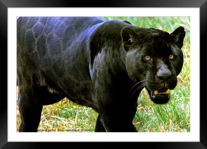Black Jaguar Framed Mounted Print by Ray Putley