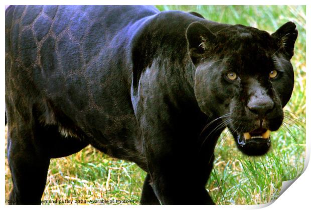 Black Jaguar Print by Ray Putley