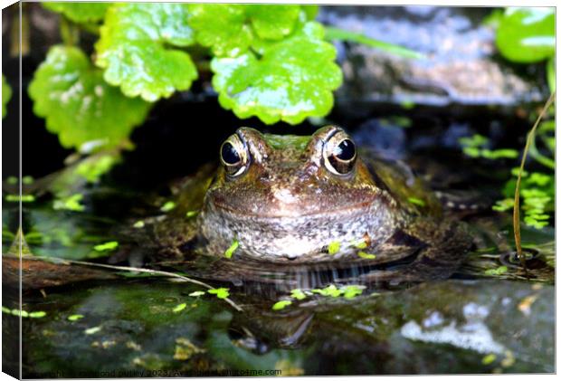 Common Frog Canvas Print by Ray Putley