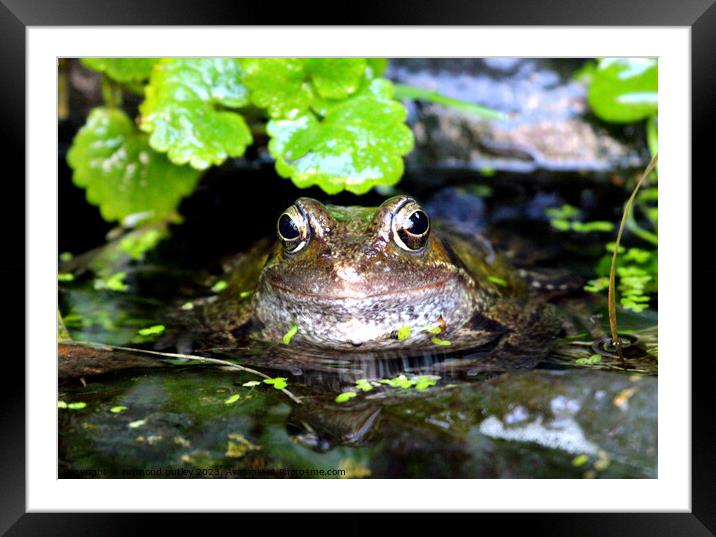 Common Frog Framed Mounted Print by Ray Putley