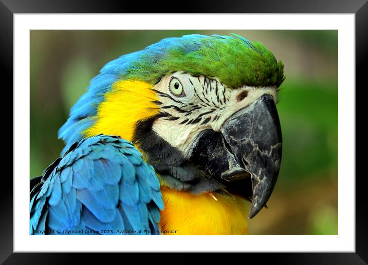 Macaw Framed Mounted Print by Ray Putley