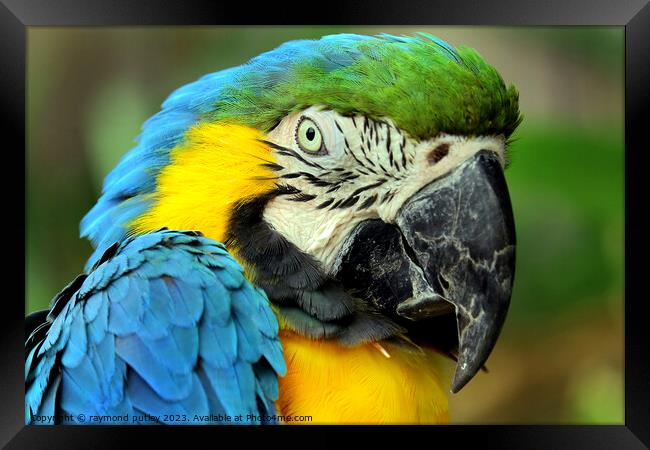 Macaw Framed Print by Ray Putley