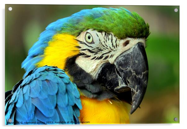 Macaw Acrylic by Ray Putley