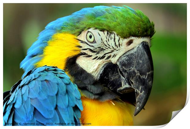 Macaw Print by Ray Putley
