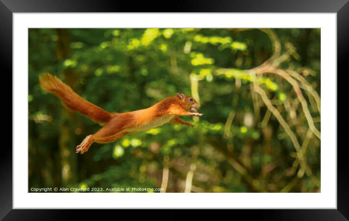 Red Squirrel Jumping between Trees Framed Mounted Print by Alan Crawford