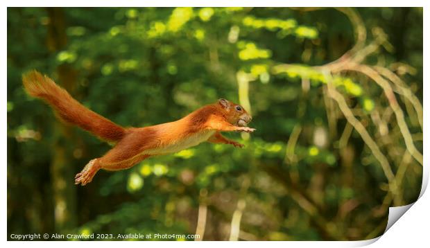 Red Squirrel Jumping between Trees Print by Alan Crawford