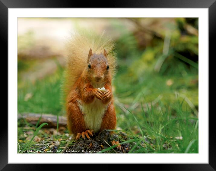 Red squirrel eating a nut Framed Mounted Print by Alan Crawford