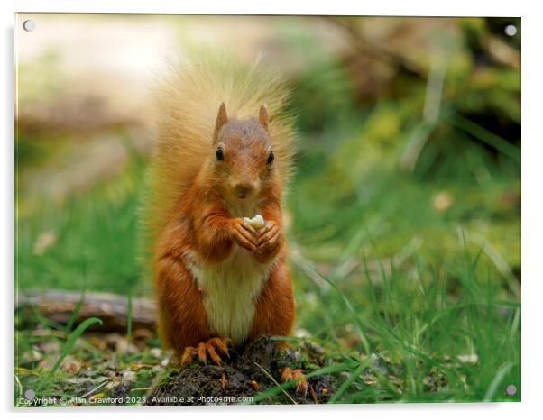 Red squirrel eating a nut Acrylic by Alan Crawford