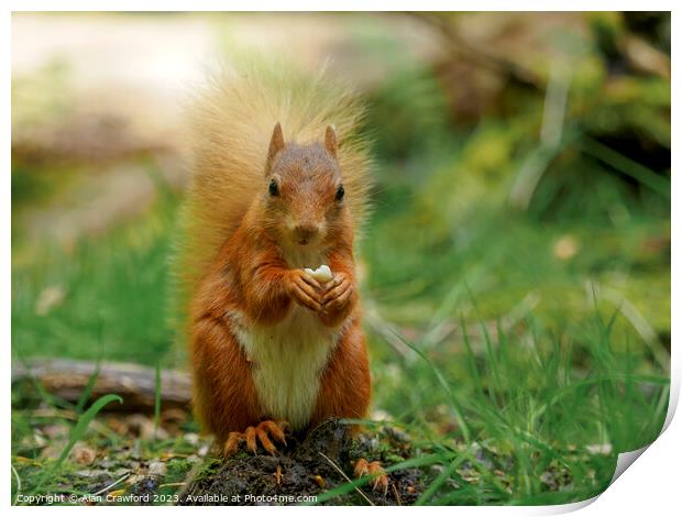 Red squirrel eating a nut Print by Alan Crawford