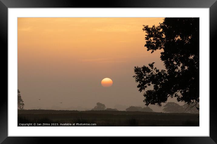 Dawn with birds Framed Mounted Print by Ian Zirins