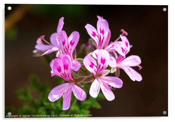 Pelargonium flowers (Pelargonium crispum). Acrylic by Adrian Turnbull-Kemp