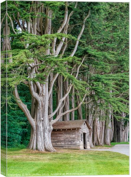 Tree House Canvas Print by Rick Lindley