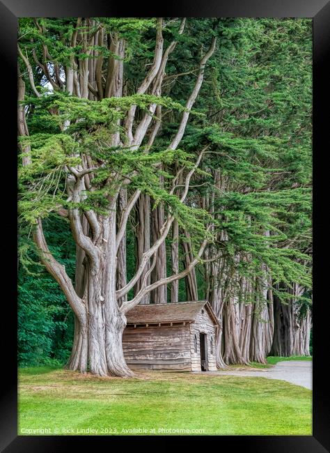 Tree House Framed Print by Rick Lindley