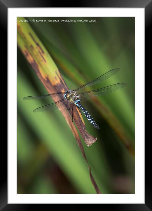 Dragonfly colorful insects of summer Framed Mounted Print by Kevin White