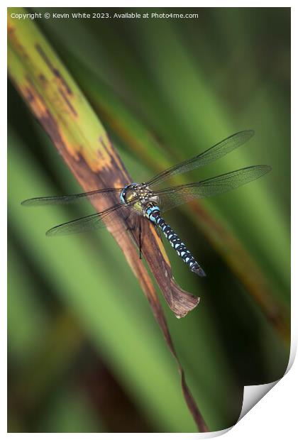 Dragonfly colorful insects of summer Print by Kevin White