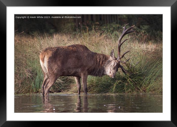 Old deer stag maintaining his antlers Framed Mounted Print by Kevin White