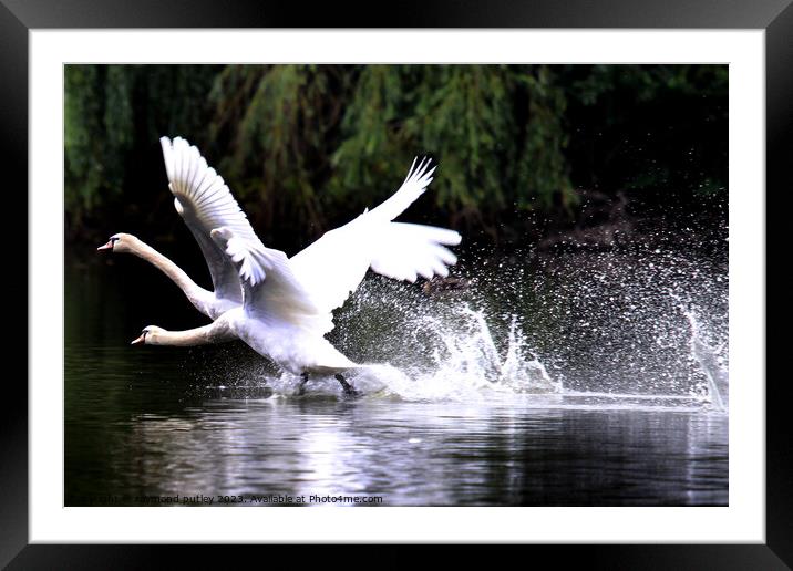 Swans racing across the lake Framed Mounted Print by Ray Putley