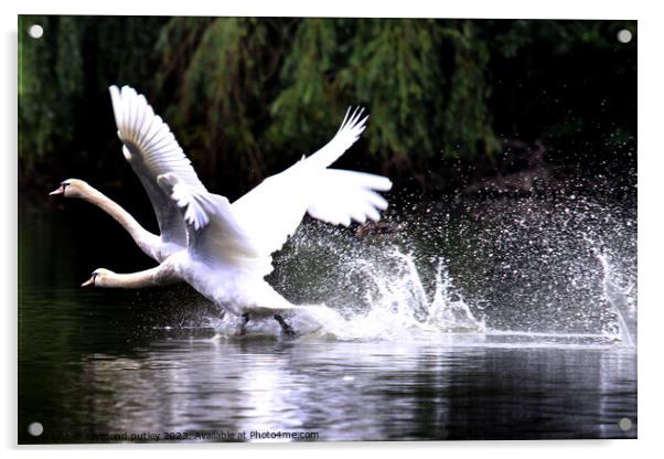 Swans racing across the lake Acrylic by Ray Putley