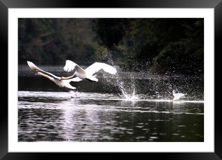 Swans Framed Mounted Print by Ray Putley
