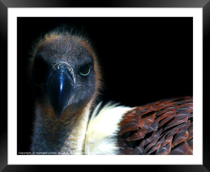 Vulture Framed Mounted Print by Ray Putley