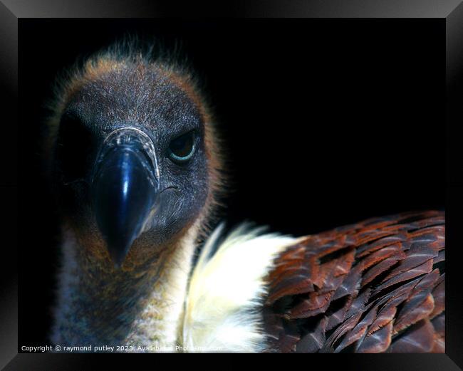 Vulture Framed Print by Ray Putley