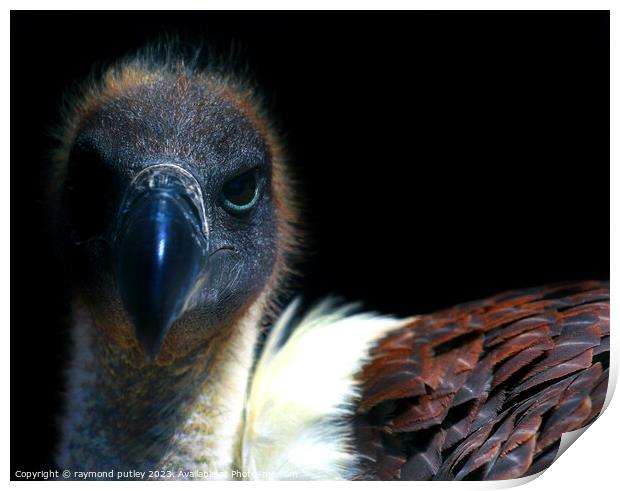 Vulture Print by Ray Putley