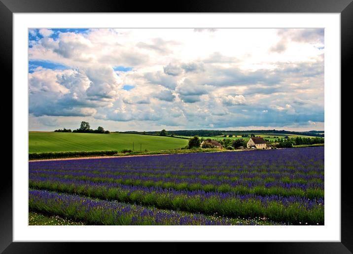 Lavender Field Purple Flowers Cotswolds England Framed Mounted Print by Andy Evans Photos