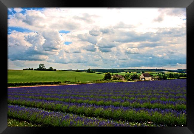 Lavender Field Purple Flowers Cotswolds England Framed Print by Andy Evans Photos